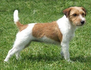 Matcho mit 12 Wochen